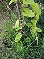 Dioscorea Japonica (Yamaimo) 3