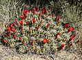 Echinocereus triglochidiatus 13