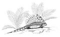Edaphosaurus-cruciger jconway