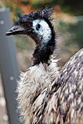 Emu02 - melbourne zoo