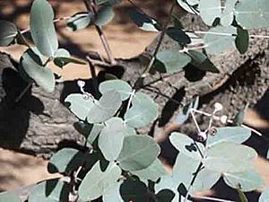 Archivo:Eucalyptus-melanophloia