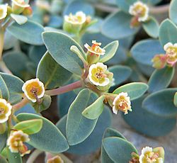 Euphorbia fendleri 3.jpg