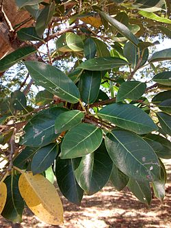 Ficus pertusa - folhas.jpg