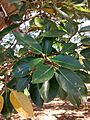 Ficus pertusa - folhas