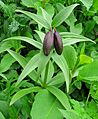 Fritillaria camtschatcensis ssp. alpina 02