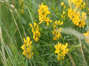 Archivo:Genista tinctoria