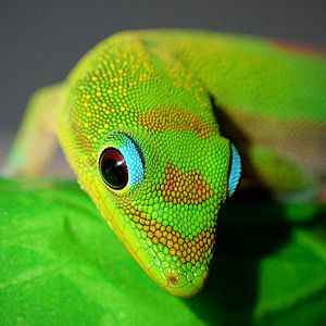 Archivo:Gold Dust Day Gecko closeup hawaii edit 1