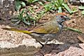Green-tailed Towhee 2