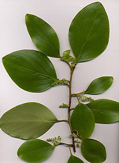 Griselinia littoralis.jpg