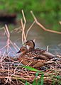 Hawaiian duck