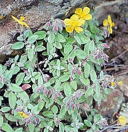 Helianthemum tholiforme.jpg