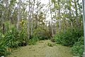 Honey Island Swamp, Louisiana (paulmannix)