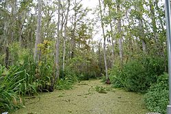 Honey Island Swamp, Louisiana (paulmannix).jpg