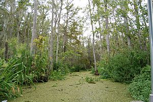 Archivo:Honey Island Swamp, Louisiana (paulmannix)