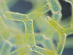 Archivo:Hydrodictyon reticulatum