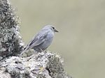 Archivo:Idiopsar brachyurus - Short-tailed Finch 01 (cropped)