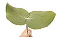 Juvenile Candlebark leaves