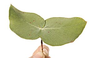 Archivo:Juvenile Candlebark leaves