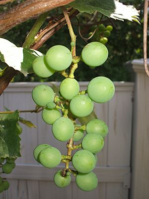 Archivo:Loose bunch of Niagara grapes
