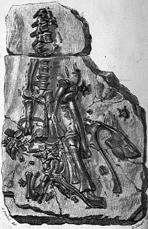 Archivo:Maidstone fossil Iguanodon 1840