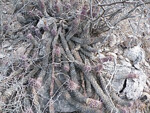 Archivo:Mammillaria poselgeri (5770733916)