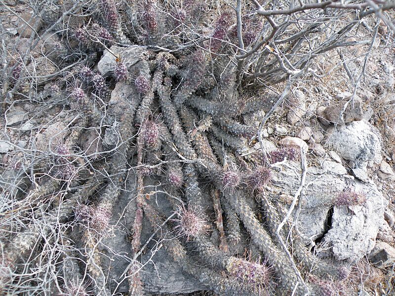 Mammillaria poselgeri (5770733916)