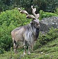 Markhor Schraubenziege Capra falconeri Zoo Augsburg-02