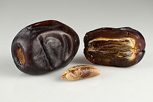 Archivo:Mazafati dates - whole, halved and seed