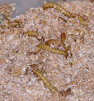 Archivo:Mealworms in plastic container of bran