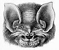 Natalus stramineus