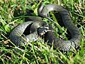 Natrix natrix (Karl L)