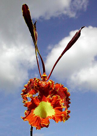 Oncidium papilio 01