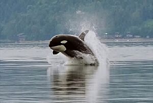 Archivo:Orca porpoising