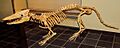 Pakicetus attocki, ROM