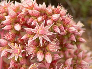 Archivo:Pink-flowered aeonium