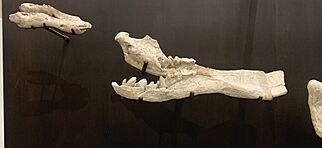 Archivo:Platybelodon grangeri ontogenetic growth sequence 1 (cropped)
