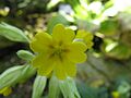 Primula veris2