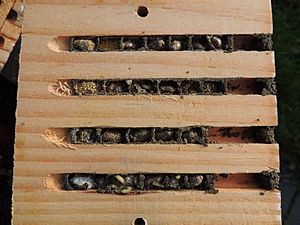 Archivo:Red mason bee (Osmia bicornis) nest cells in a bee hotel, Sandy, Bedfordshire (11370317793)