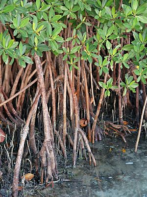 Archivo:Rhizophora mangle (prop roots)