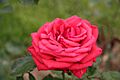 Rose Baccara 20070601