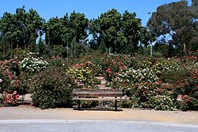 San Jose Municipal Rose Garden.JPG