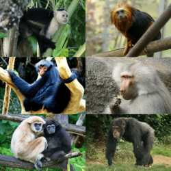 Simiiformes.png