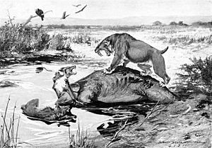 Archivo:Smilodon and Canis dirus