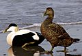 Somateria mollissima male female