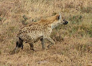 Archivo:Spotted Hyena, Ngorongoro