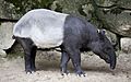 Tapir malayo (Tapirus indicus), Tierpark Hellabrunn, Múnich, Alemania, 2012-06-17, DD 01