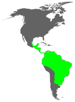 Distribución geográfica de los tamnofílidos.