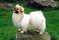 Tibetansk spaniel
