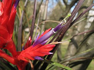 Tillandsia chlorophylla (TS) 2-05105.jpg