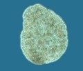 Trichoplax adhaerens photograph
